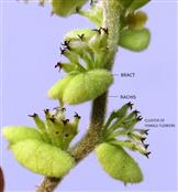  Female Flowers